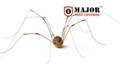 Natural Spider Repellents: DIY Solutions for Your Calgary Home
