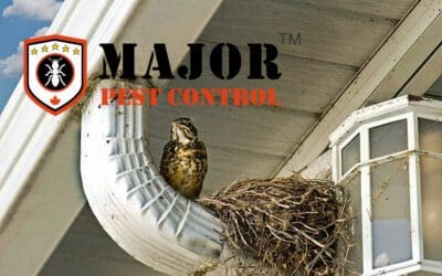 Dangers of Nesting Birds: Protecting Your Home’s Ventilation and Chimneys