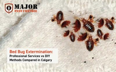 Most Common Pests Found Around the Home and Some DIY Preventive Solutions