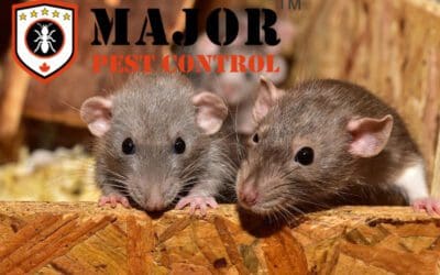 Health Risks Associated with Rodent Infestations: Why Swift Action is Crucial