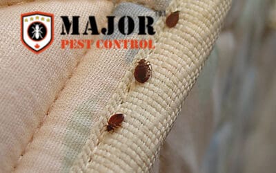 Effective Bed Bug Solutions in Calgary: A Comprehensive Guide