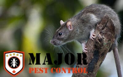 7 Effective Methods for Long-Term Rodent Control