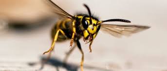 DIY Wasp Control: Home Remedies That Work