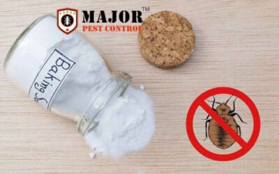 Does Baking Soda Really Get Rid of Bed Bugs? 5 Effective Alternatives Explained