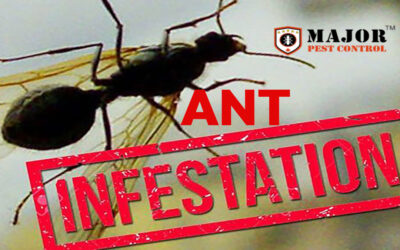 Top 10 Ways to Prevent Ant Infestations This Holiday Season