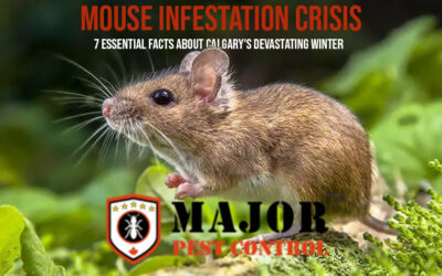 Mouse Infestation Crisis, 7 Essential Facts About Calgary’s Devastating Winter